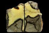 5.1" Tall, Polished Septarian Bookends - Madagascar - #129925-1